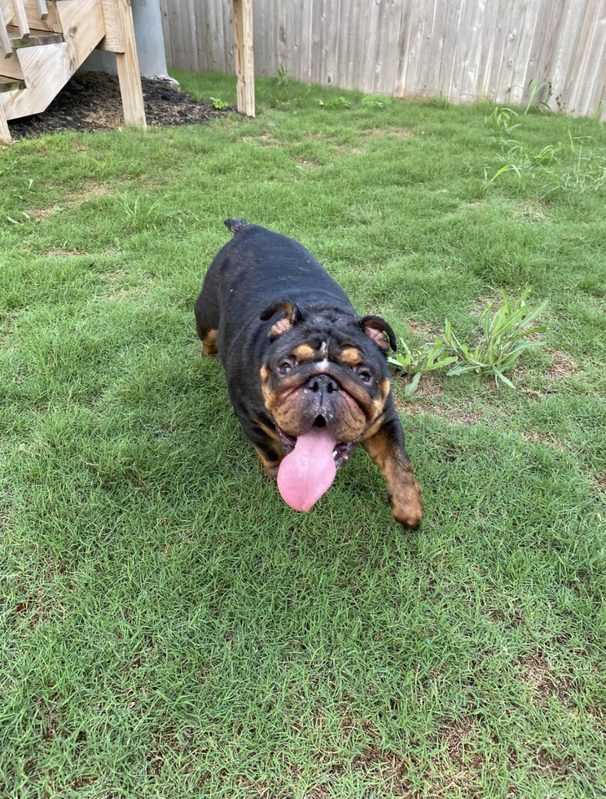 A black and tan bulldog
