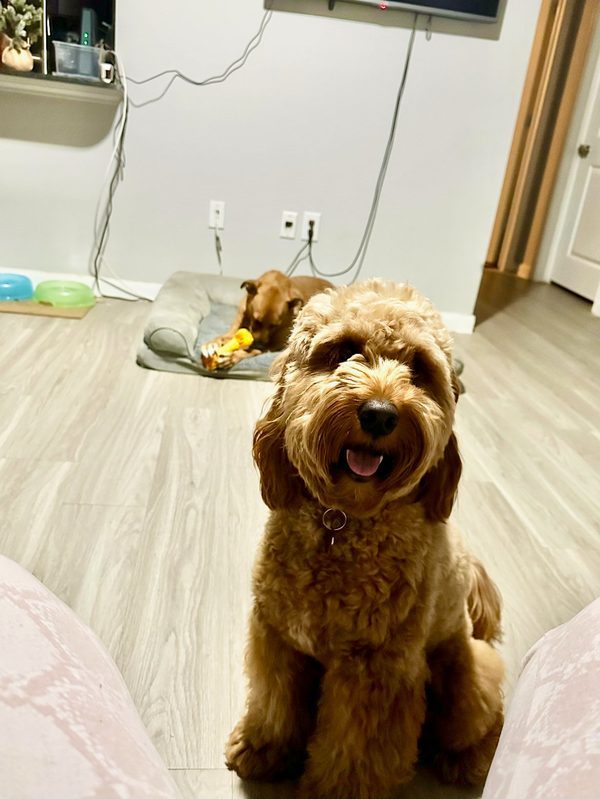 Happy doodle dog smiling on the floor with a toy
