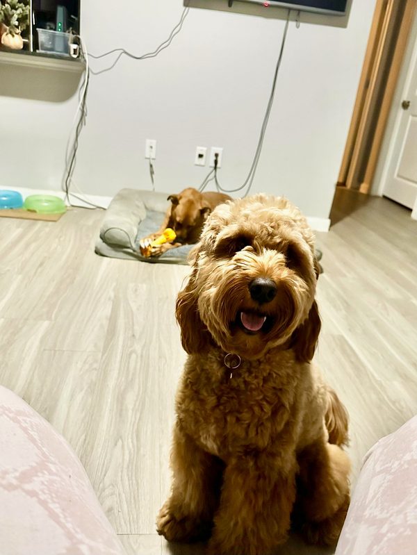 A goldendoodle puppy