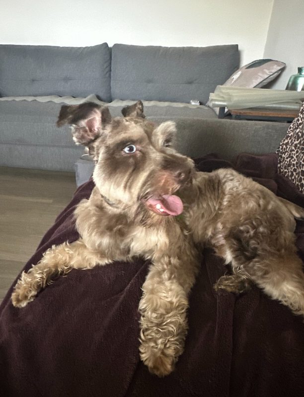 A schnauzer relaxing