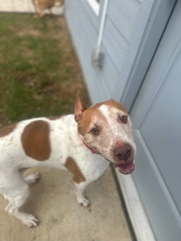 A spotted pointer mix we cared for